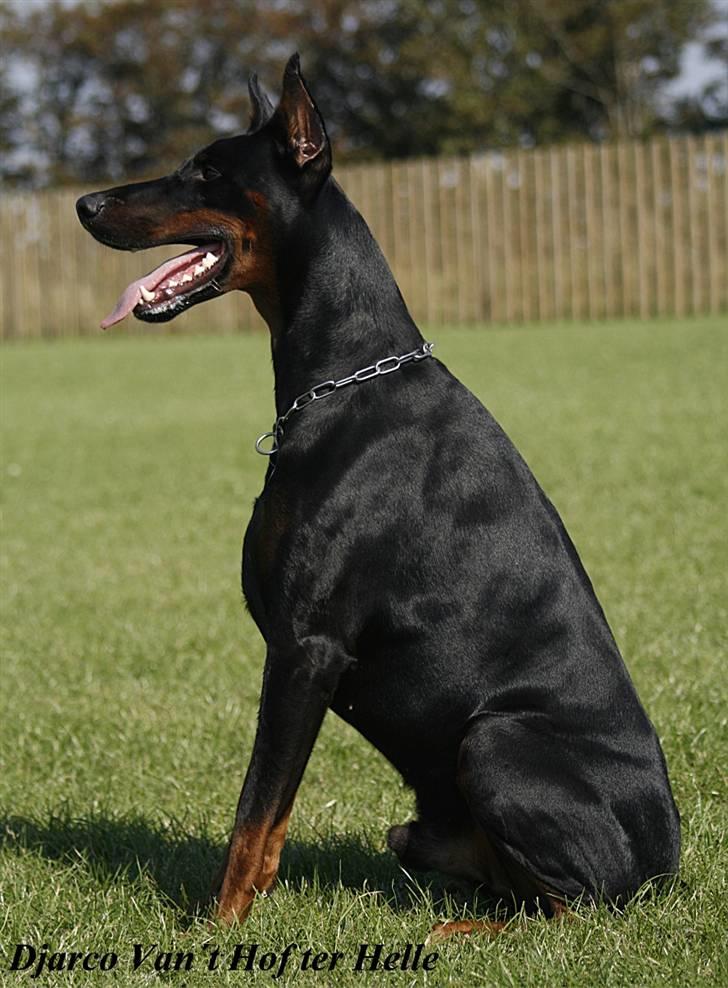 Dobermann Djarco billede 10