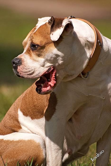 Amerikansk bulldog Lundahl's Bailey R.I.P. 18. december 2012 - Bailey 6 år gammel... billede 6