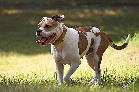 Amerikansk bulldog Lundahl's Bailey R.I.P. 18. december 2012 - Bailey 6 år gammel... billede 8