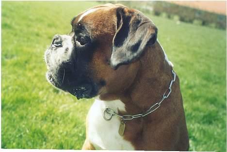 Boxer gizmo billede 4