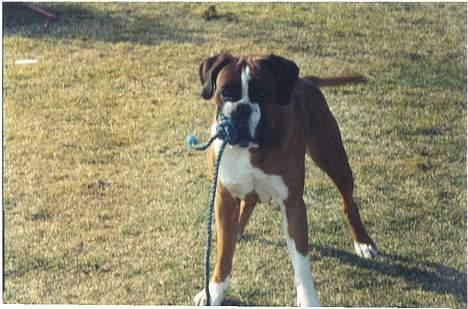 Boxer gizmo - Lidt utydeligt, men man kan da godt se hvad han vil. Kom og leg - kom og leg. billede 7