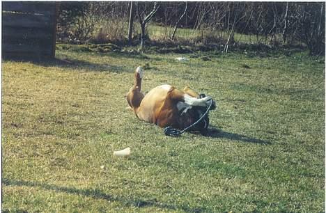 Boxer gizmo - Dumme mor og far. Nå men så må jeg jo lege alene. billede 8