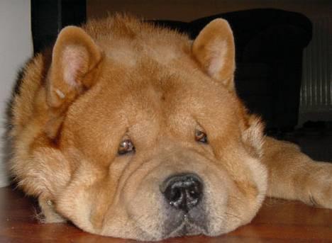 Chow chow Balou - Ka jeg ik få lov at sove i fred billede 1