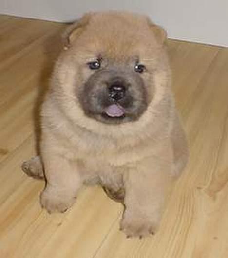 Chow chow Balou - Balou hvalp billede 2