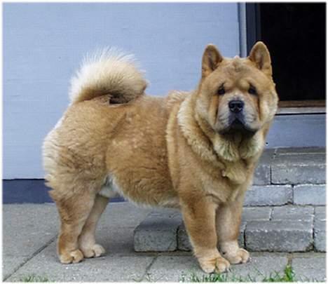 Chow chow Balou billede 3