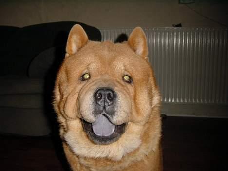 Chow chow Balou billede 4