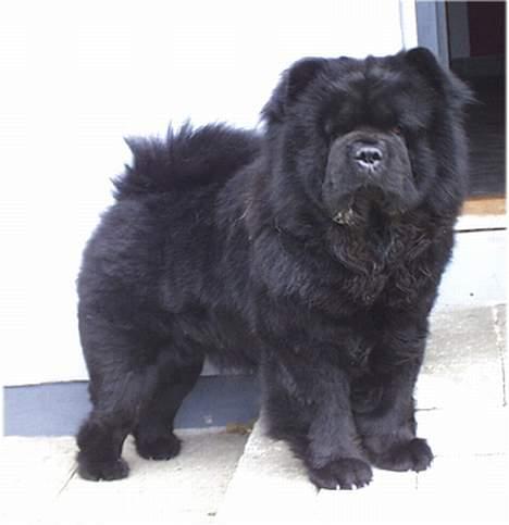Chow chow Asron - Asron på han´s 2 års fødselsdag billede 1