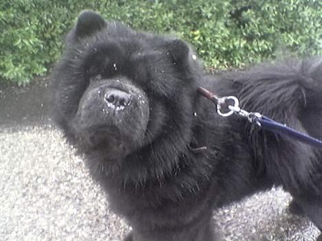 Chow chow Asron - Asron i regnvejr....ikke noget han er særlig glad for billede 2
