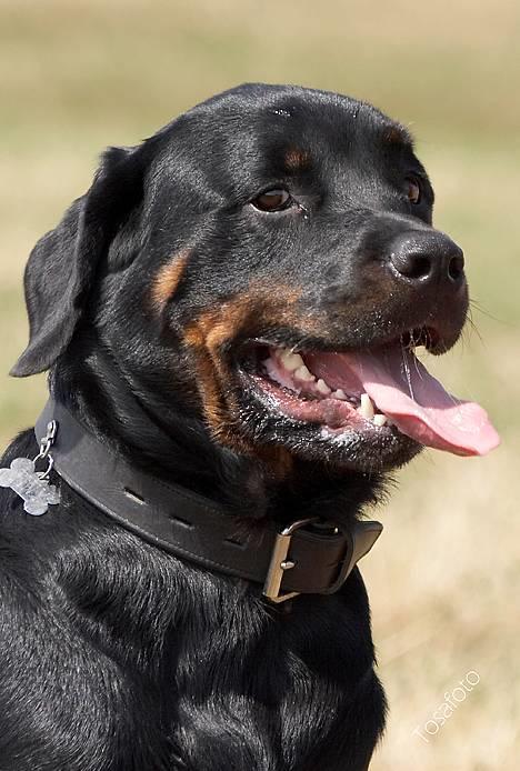 Rottweiler Tiny *18-12* - *Nyt* Tosafoto  billede 5