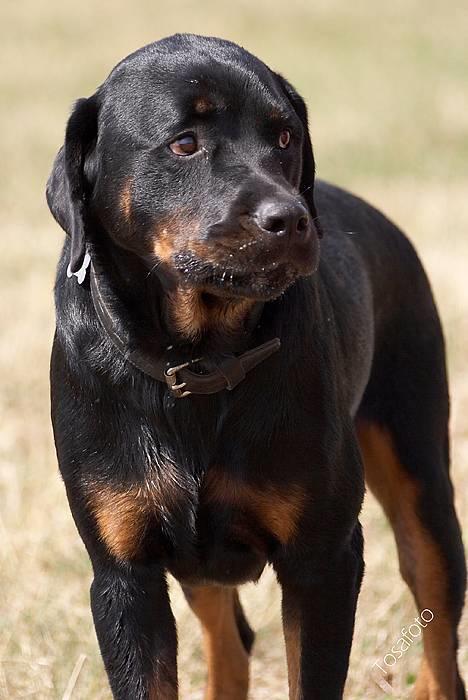 Rottweiler Tiny *18-12* - *Nyt* Tosafoto  billede 6