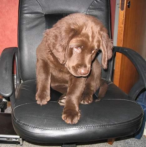 Labrador retriever Zeus - Nu gider jeg ikke at lave mere regskab i dag. billede 5