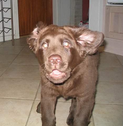 Labrador retriever Zeus - Kom nu og leg med mig billede 6