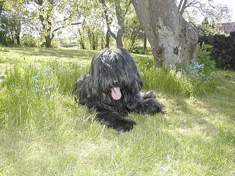 Briard Kidogo billede 8