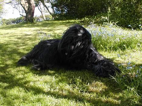 Briard Kidogo billede 9