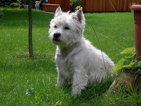 West highland white terrier Maxx - store Maxx. :-) billede 1