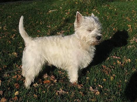 West highland white terrier Maxx - Uha det blæser... billede 2