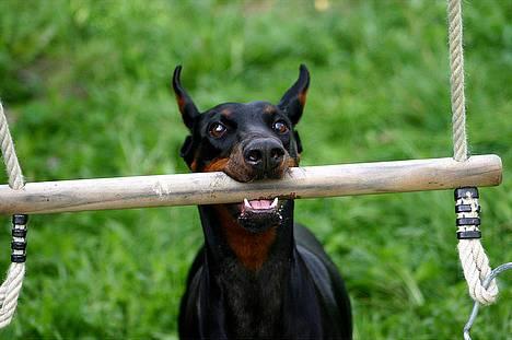 Dobermann DiaZ  Van`t Hof ter Helle - jeg gynger gyngen.... billede 2