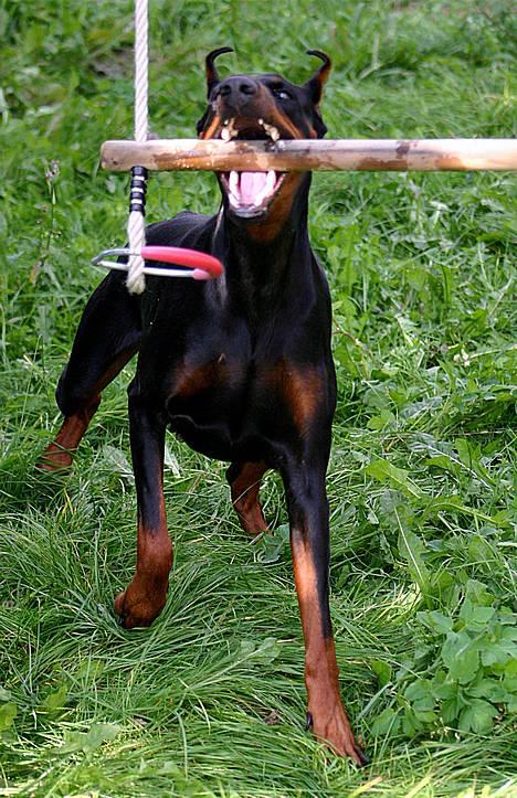 Dobermann DiaZ  Van`t Hof ter Helle - Jeg snupper lie gyngen... billede 3