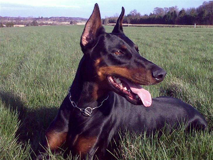 Dobermann DiaZ  Van`t Hof ter Helle - Lilla = DiaZ billede 4