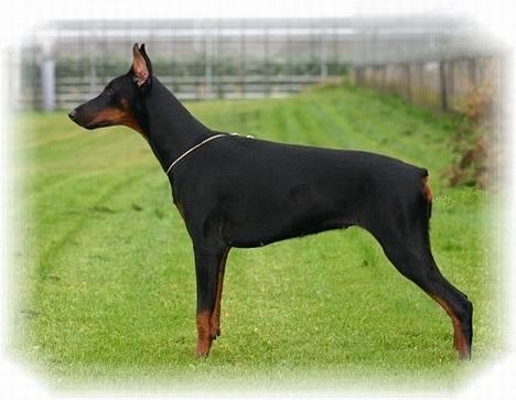 Dobermann DiaZ  Van`t Hof ter Helle billede 5