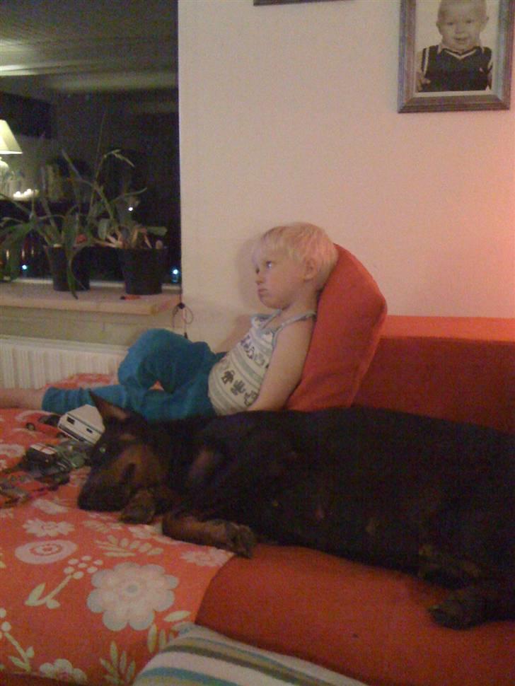 Dobermann DiaZ  Van`t Hof ter Helle billede 6