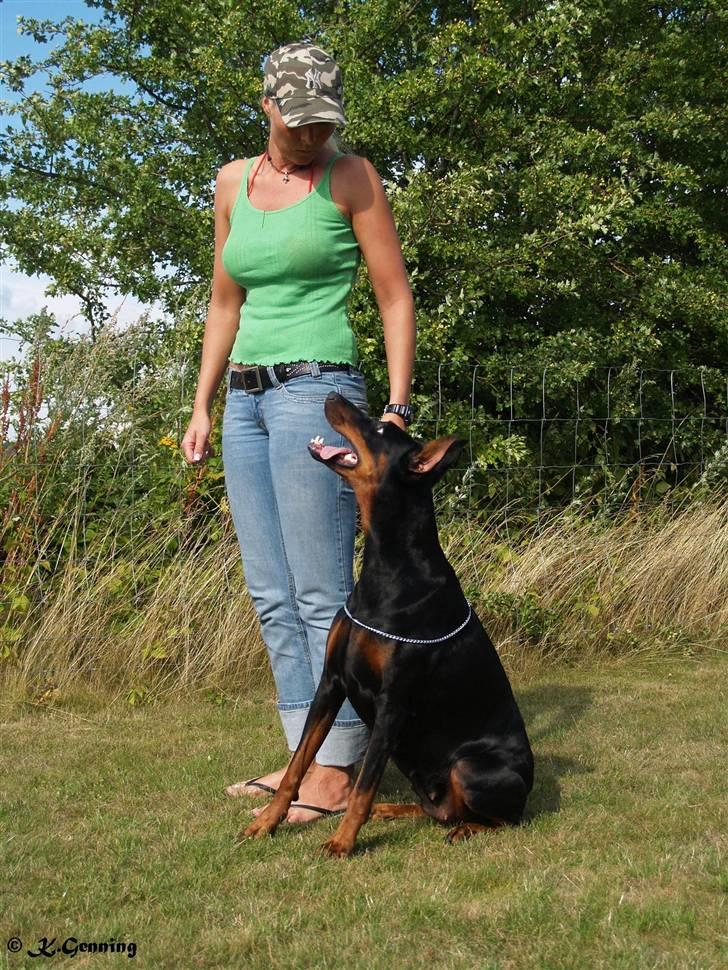 Dobermann DiaZ  Van`t Hof ter Helle - Verdens dejligste Tæve.. billede 7