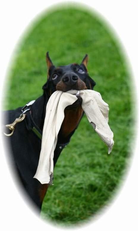 Dobermann DiaZ  Van`t Hof ter Helle billede 8