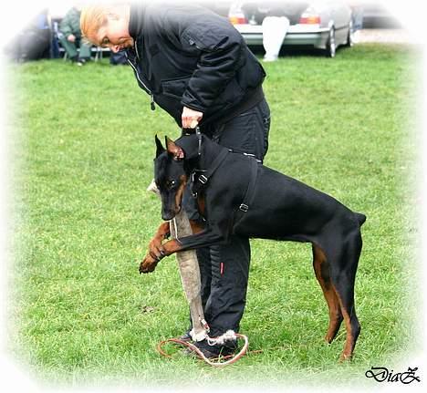 Dobermann DiaZ  Van`t Hof ter Helle billede 9