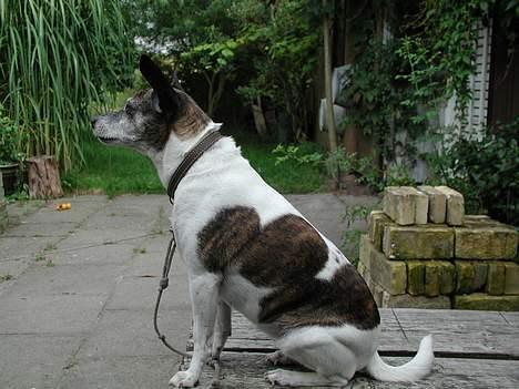 Dansk svensk gaardhund Chilli billede 5