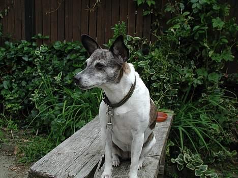 Dansk svensk gaardhund Chilli billede 6