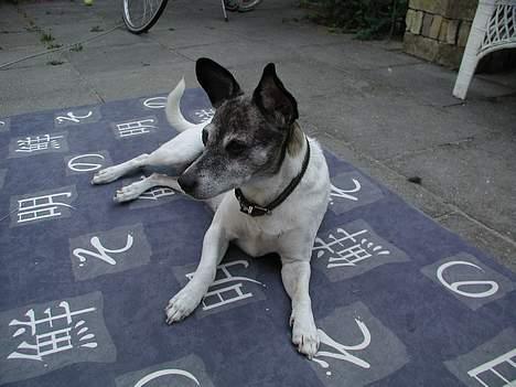 Dansk svensk gaardhund Chilli billede 7