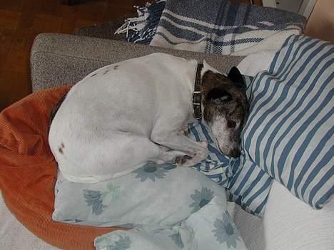 Dansk svensk gaardhund Chilli billede 8