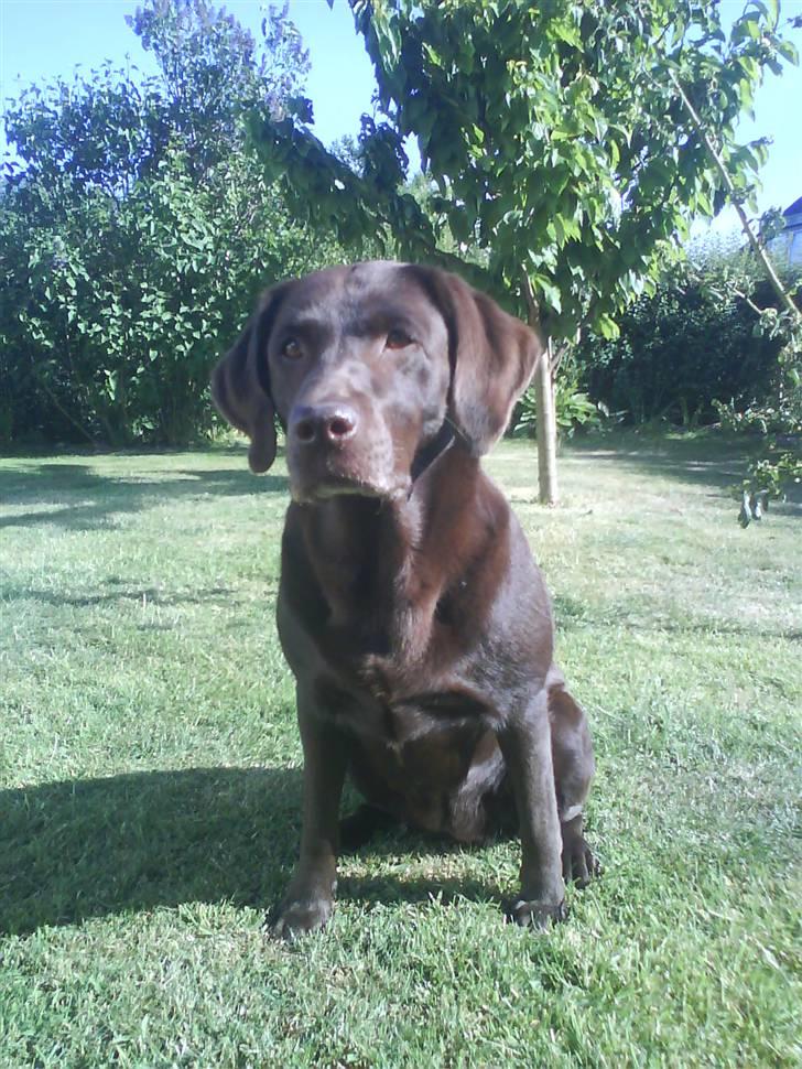 Labrador retriever Sif(stella) - sif  i sommers 08 billede 1
