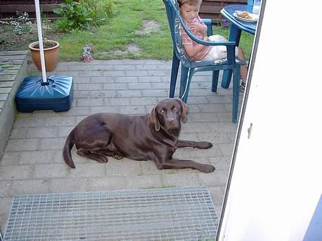 Labrador retriever Sif(stella) - i sommers billede 2