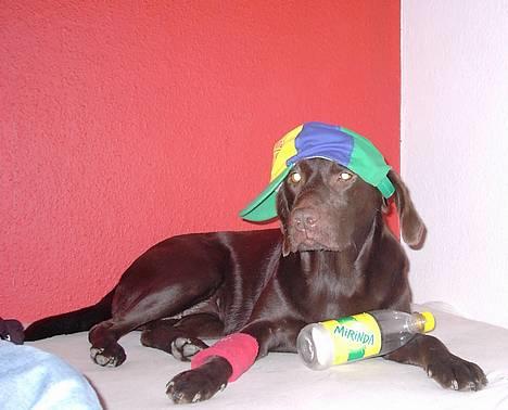 Labrador retriever Sif(stella) - man skal finde sig alt for mange ting som hund, men er jeg ikke smart billede 3