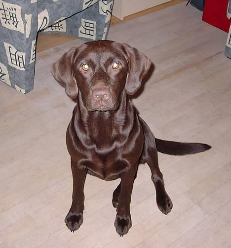 Labrador retriever Sif(stella) - du har en dejlig hundekiks, må jeg goddt få den??? billede 4