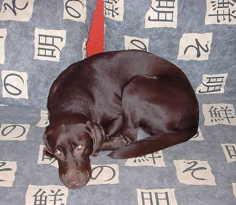 Labrador retriever Sif(stella) - hvad vil du??? jeg sover faktisk billede 6