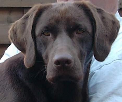 Labrador retriever Sif(stella) - goddaw billede 7