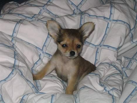 Chihuahua Cilla - Er jeg bare yndig eller hvad!!! billede 1
