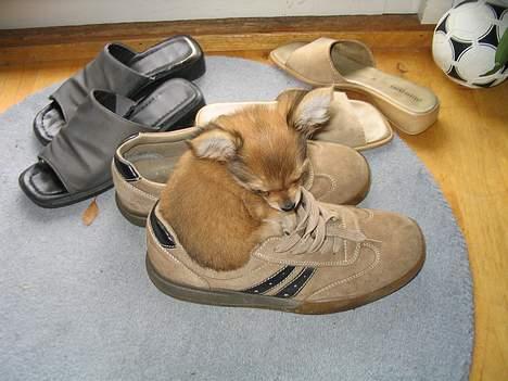 Chihuahua Cilla - Jeg sover gerne de mest undrlige steder ! billede 4
