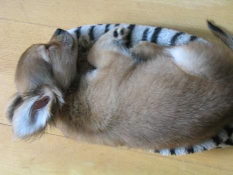 Chihuahua Cilla - Den sutsko passer perfekt.. billede 5