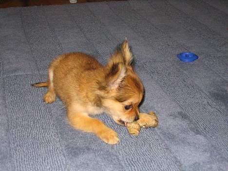 Chihuahua Cilla - Mums!! billede 6