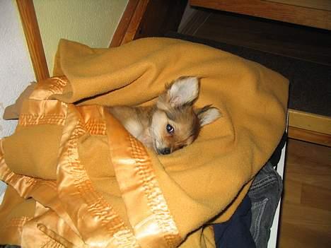 Chihuahua Cilla - Dejligt varmt at ligge på det varme nyvaskede tøj.. billede 7