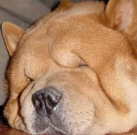 Chow chow Balou billede 6
