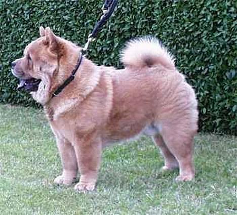 Chow chow Balou - Balou 8 mdr. billede 7