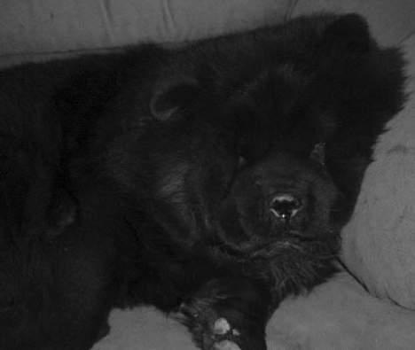 Chow chow Asron - hvis jeg nu ligger helt stiller ser hun mig ikke... billede 3