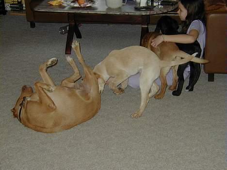 Labrador retriever Nuki - Nuki Duki Nulle Dulle for ca. 2 år siden... billede 8