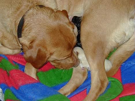 Labrador retriever Nuki billede 9