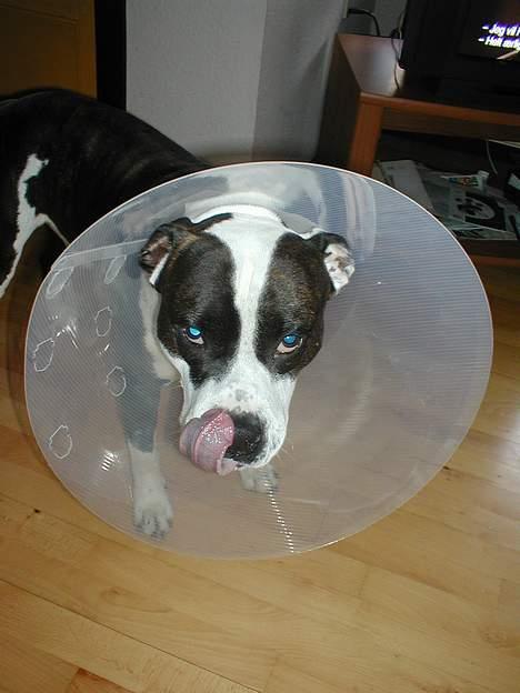 Amerikansk staffordshire terrier Tais (er død) - Øv hvor er det her træls........... billede 7