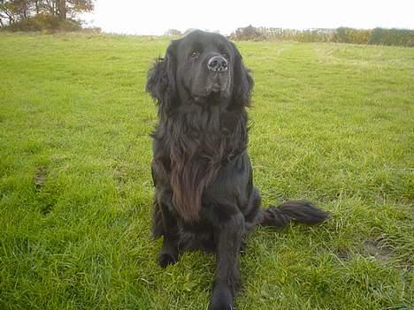 Newfoundlænder Bongo...... R.I.P - Den stolte hund billede 1